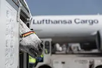 Horse in front of B-777 freighter of Lufthansa Cargo
