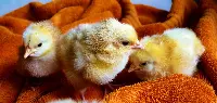 Chicks
