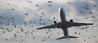 Bird strike - animals near an aircraft