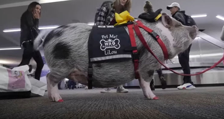 "LiLou", a pig used for airport therapy at San Francisco