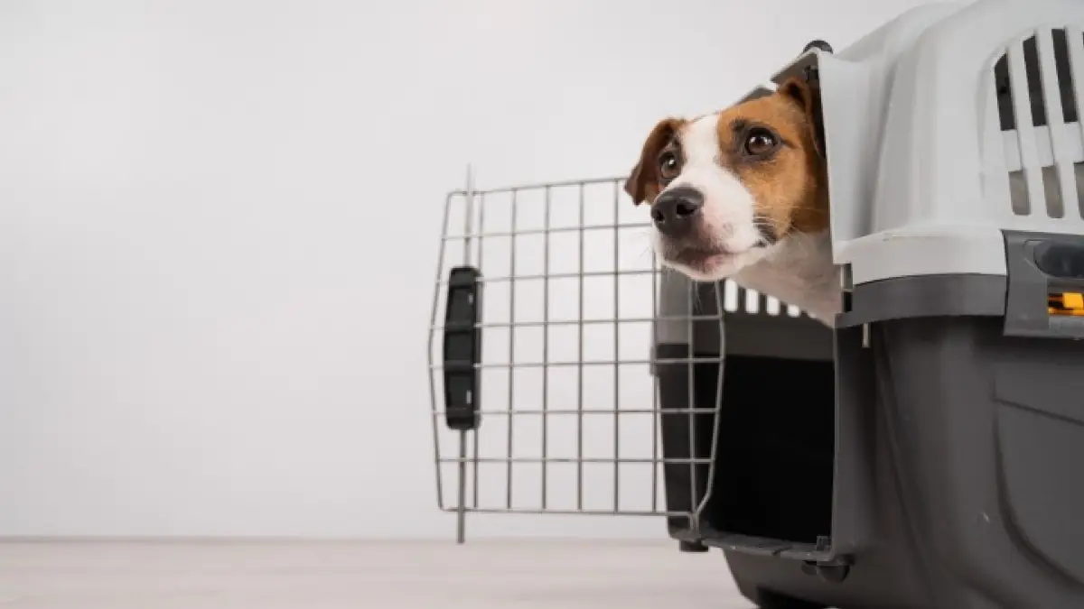 Cane nel trasportino da portare sugli aerei