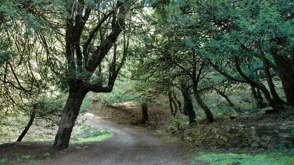 Un bosco