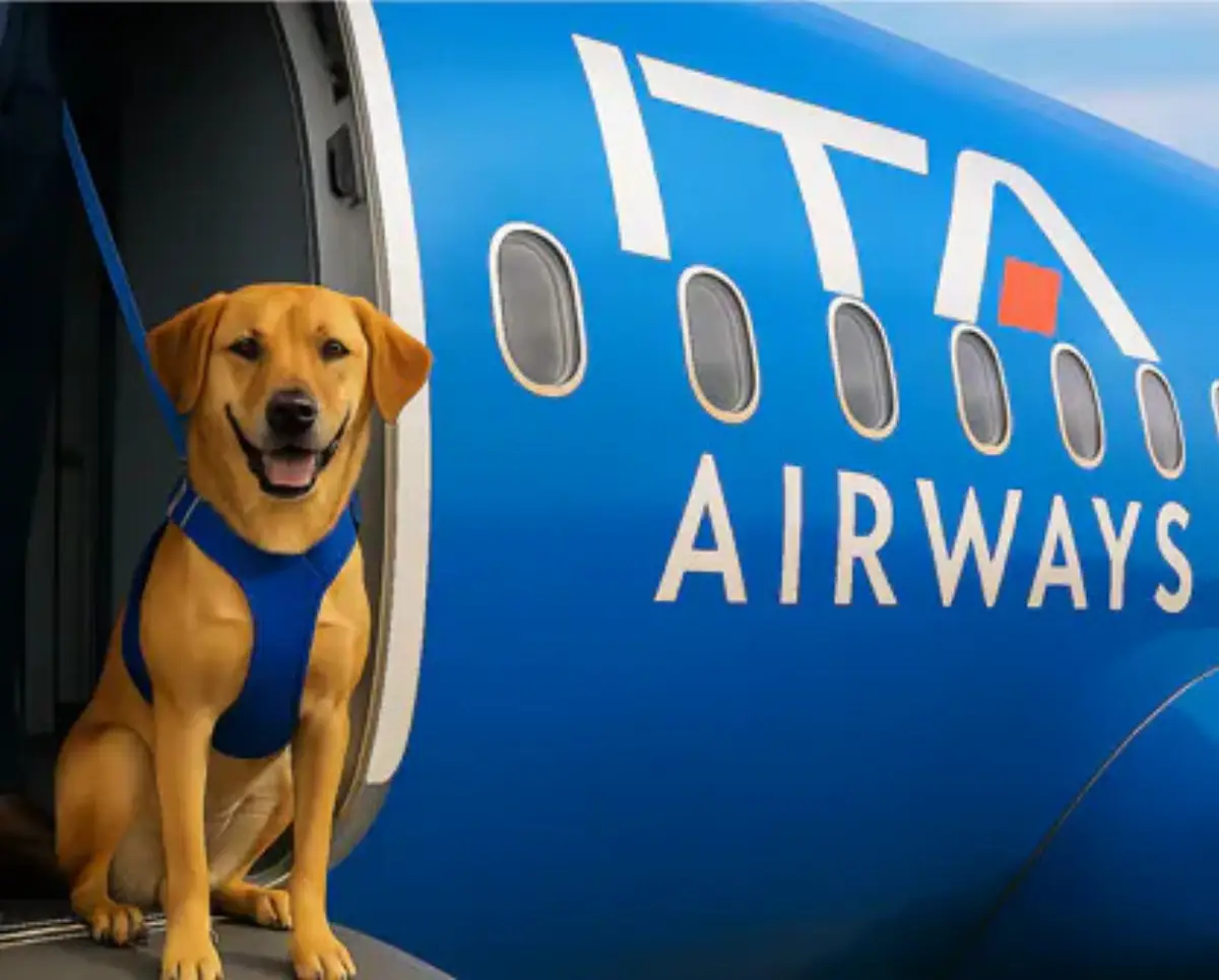 Un cane di grossa taglia a bordo di un aereo Ita Airways