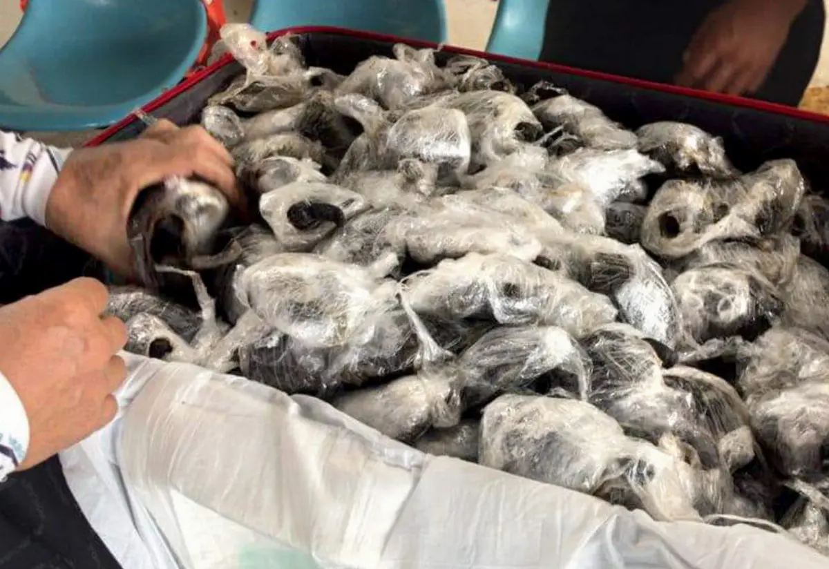 Le tartarughe avvolte nella plastica scoperte in aeroporto alle Galapagos