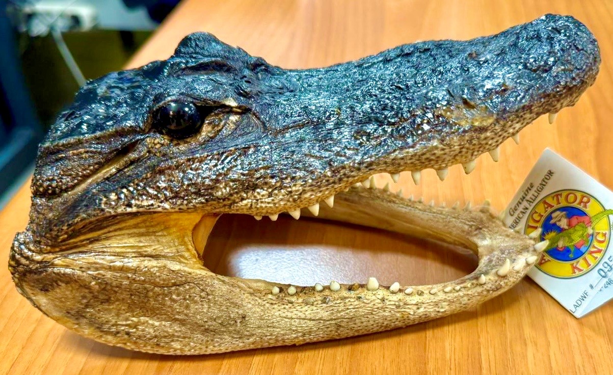 Testa di coccodrillo sequestrata allo scalo aeroportuale di Caselle torinese