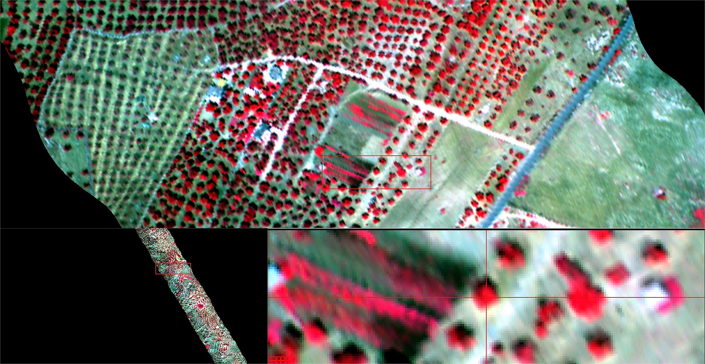 Il telerilevamento aereo della Xylella Fastidiosa effettuato con velivolo P-68 su degli ulivi della provincia di Lecce