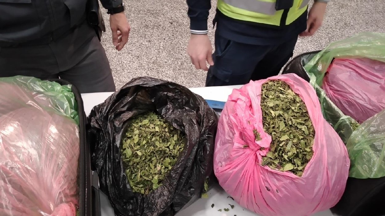 Adm-GdF. Circa 18 chili di foglie di Khat sequestrati all'aeroporto di Milano-Malpensa