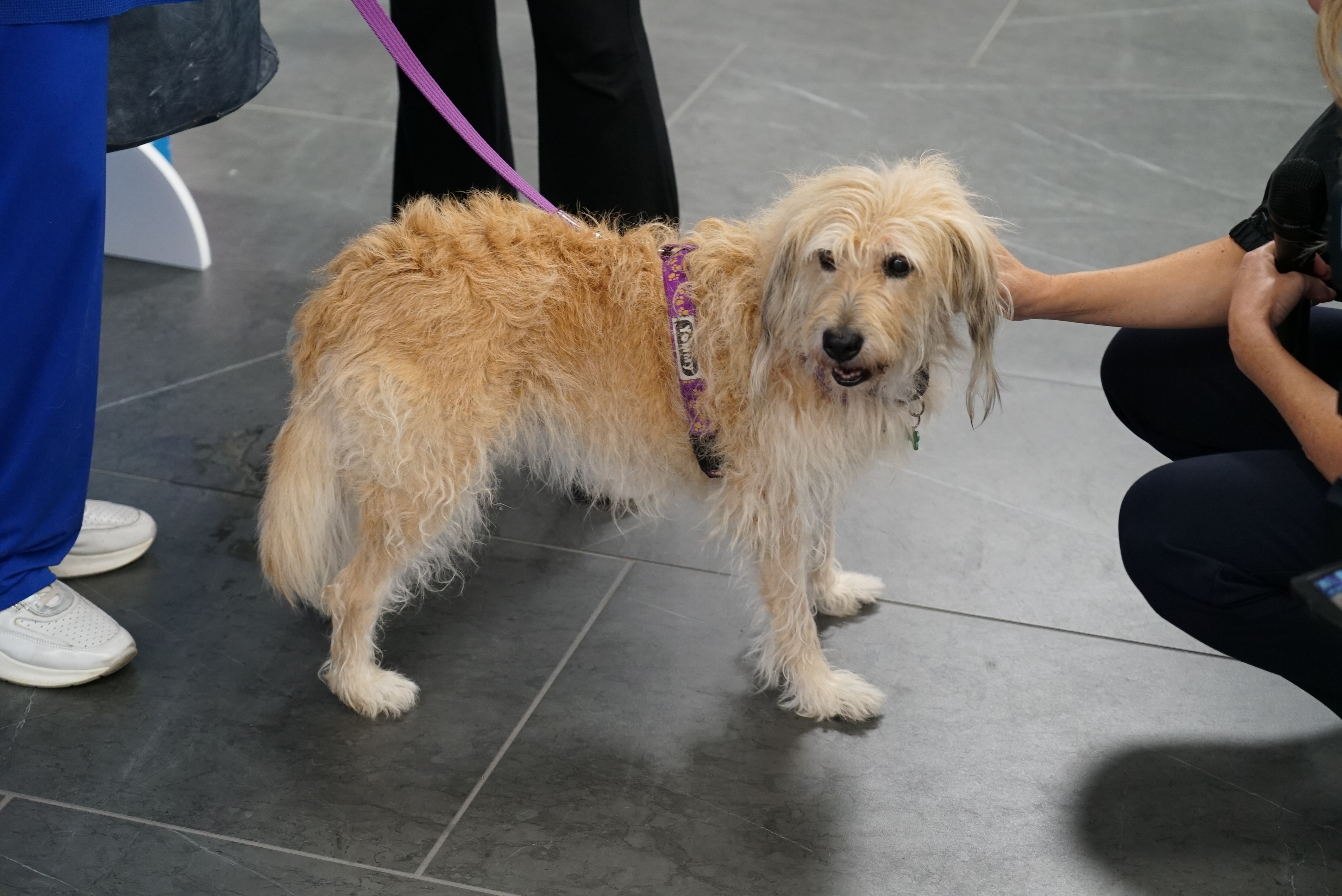 Honey, primo cane di taglia medio-grande a bordo di un aereo italiano (23 settembre 2025)