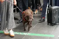 Moka, primo cane di taglia grande a bordo di un aereo italiano (23 settembre 2025)