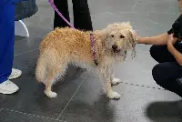 Honey, primo cane di taglia medio-grande a bordo di un aereo italiano (23 settembre 2025)